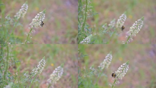 大黄蜂飞来飞去，从一种植物到另一种植物收集花粉。高清在线视频素材下载