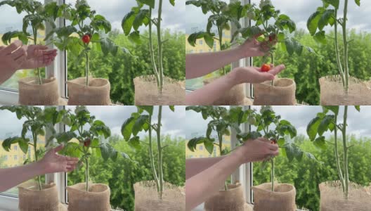 女性手收割番茄，植株生长在窗台上。公寓家花园高清在线视频素材下载