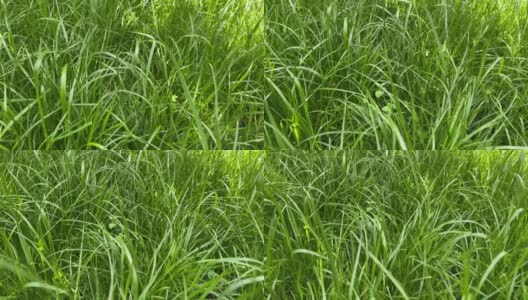4k绿草草坪。自然背景。相机的反向运动。高清在线视频素材下载