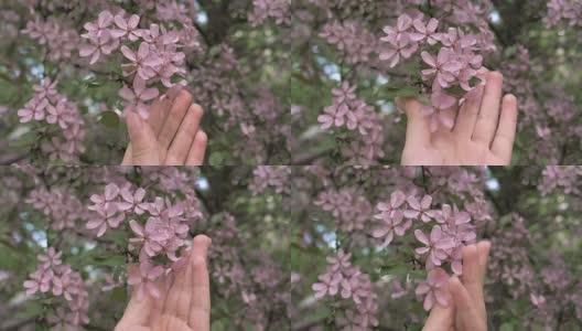 女孩的手抚摸着树上盛开的粉红色花朵高清在线视频素材下载