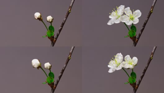 两朵樱花的花蕾成长的时间推移特写微距高清在线视频素材下载