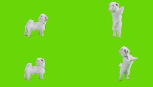 小狗在绿色屏风前高清在线视频素材下载
