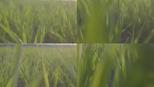 绿色的麦田里有年轻的小麦。小麦幼苗的茎叶扦插。背景。高清在线视频素材下载