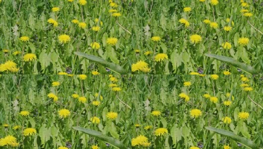 黄色的蒲公英花和夏日草地上的绿草高清在线视频素材下载