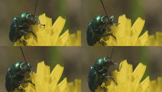 黄色花朵上的绿色甲虫。高清在线视频素材下载