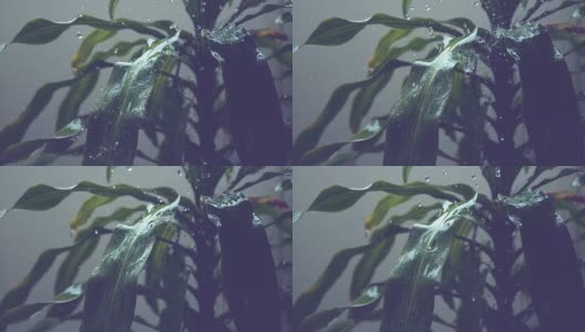 慢镜头:在花园里，晶莹剔透的雨滴冲刷着一株巨大的绿色热带植物高清在线视频素材下载