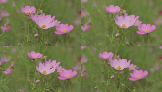 在风中摇曳的宇宙花朵高清在线视频素材下载