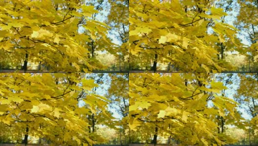 公园里黄色的枫叶在风中摇曳高清在线视频素材下载