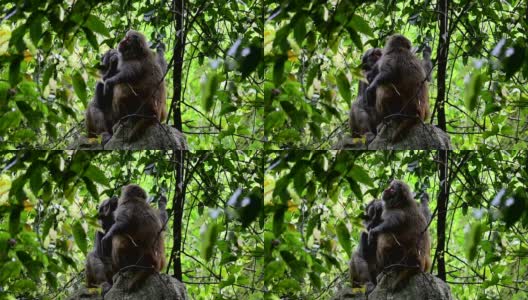 猴子互相拨弄头发高清在线视频素材下载