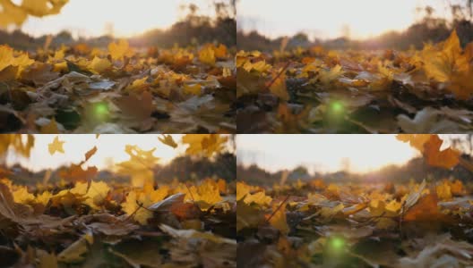 细看黄叶慢慢飘落的秋叶。地上覆盖着干枯鲜艳的树叶。明亮的晚霞穿过落叶。五彩缤纷的秋季。慢镜头高清在线视频素材下载