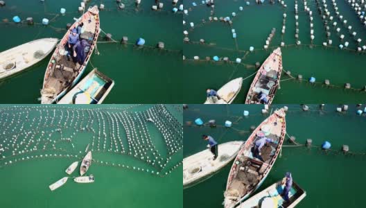 贻贝渔人在独木舟里捕海贻贝，贻贝养殖场高清在线视频素材下载