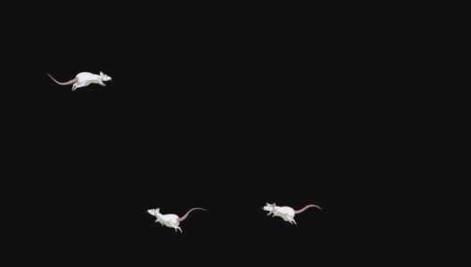 小白鼠来回跳跃动画阿尔法马特高清在线视频素材下载