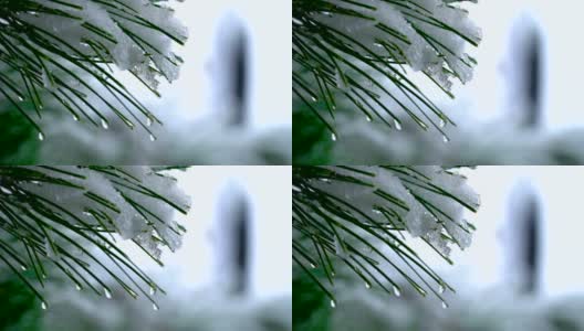 雪天松树近距离拍摄高清在线视频素材下载