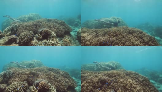 难以辨认的女人浮潜和游泳之间的珊瑚。高清在线视频素材下载