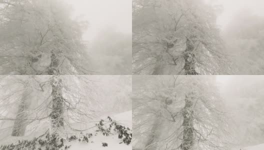 树枝上的雪在冬天储存录像高清在线视频素材下载