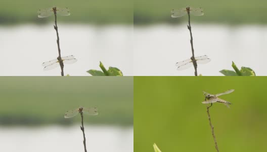 四斑羚(Libellula quadrimaculata) -兴安自然保护区高清在线视频素材下载