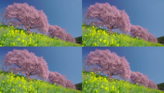 下嘉摩河边盛开的川崎樱花树和油菜花高清在线视频素材下载