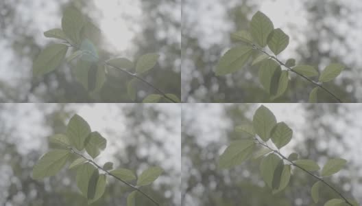 春季森林植物，索尼S-log3色机型高清在线视频素材下载