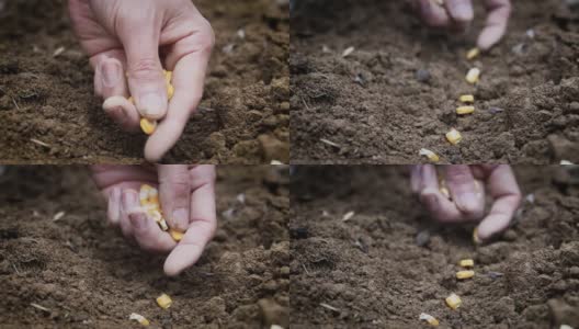 农民的手在土壤中播种高清在线视频素材下载