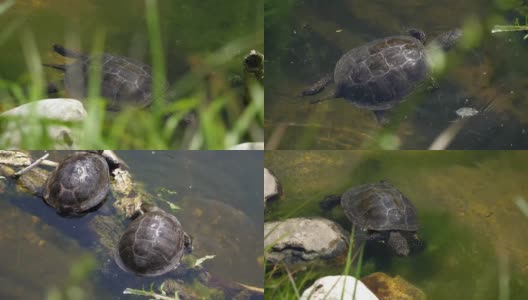 海龟在自然界中高清在线视频素材下载