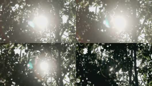 太阳从树叶间慢慢地照射出来高清在线视频素材下载