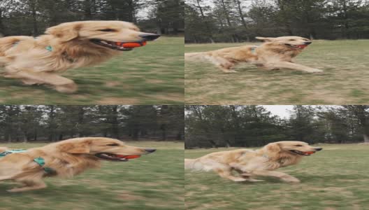 快乐的金毛猎犬在慢动作中玩捡东西和奔跑高清在线视频素材下载