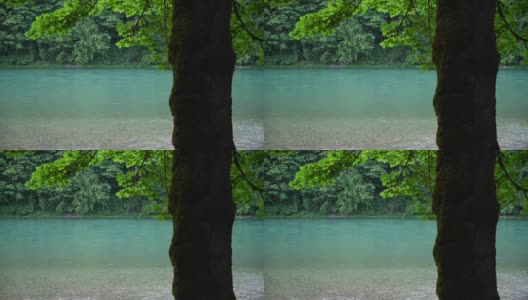 斯卡吉特河边长满苔藓的树高清在线视频素材下载