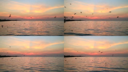 黎明时分，一大群海鸥飞过平静的海面高清在线视频素材下载