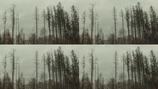 风生态学视频中的死树高清在线视频素材下载