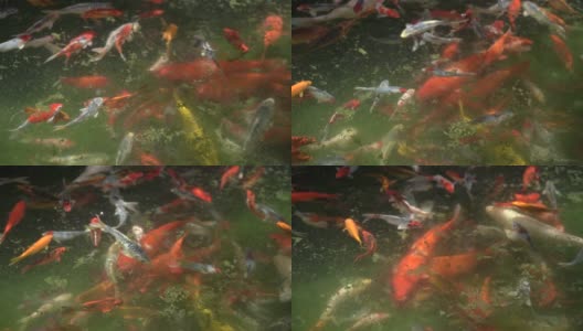 锦鲤在池塘里游来游去，欣赏着五彩缤纷的自然美景高清在线视频素材下载