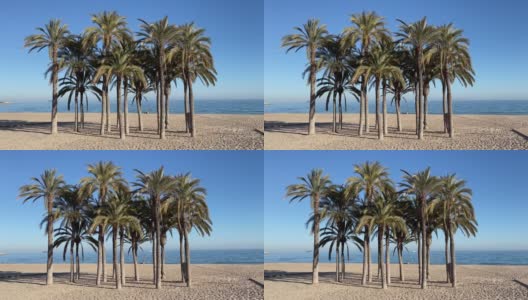 海滩上的棕榈树Lá西班牙阿利坎特维拉Joiosa高清在线视频素材下载