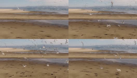 一群海鸥飞行的慢动作。高清在线视频素材下载
