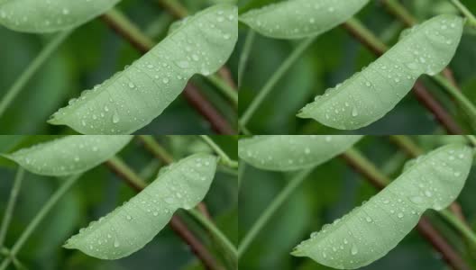 雨后的水滴落在绿叶上高清在线视频素材下载