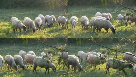 羊在草地上吃东西高清在线视频素材下载