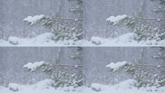 雪花飘落在森林里高清在线视频素材下载