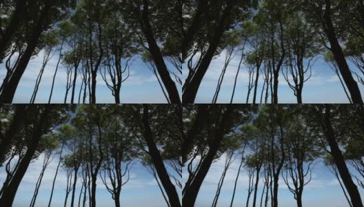 森林映衬着美丽的蓝天高清在线视频素材下载