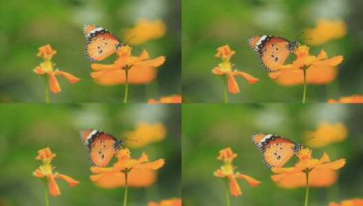 美丽的蝴蝶在桔黄色的花上高清在线视频素材下载