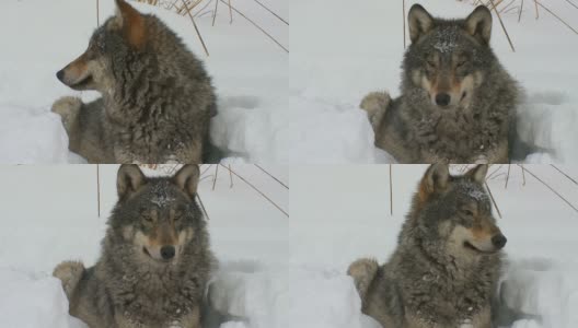 狼的肖像高清在线视频素材下载