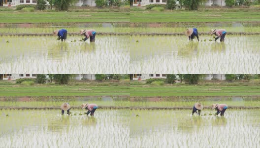 农民通过插秧种植水稻。高清在线视频素材下载