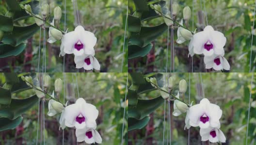 purple and white orchids高清在线视频素材下载