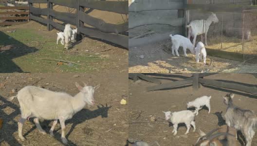 四部山羊家庭的4K视频高清在线视频素材下载