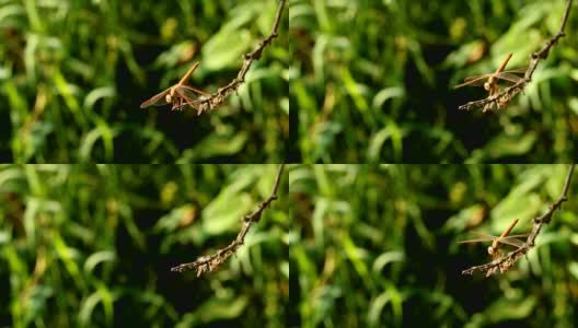 蜻蜓抱着树枝在泰国清迈的田野里高清在线视频素材下载