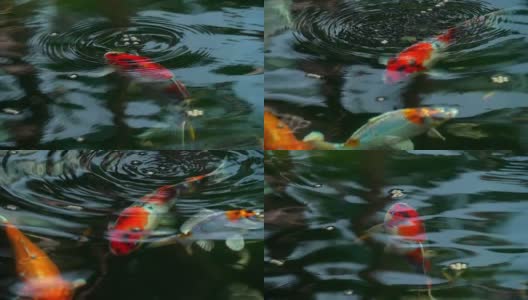 美丽的锦鲤在池塘里游泳。高清在线视频素材下载