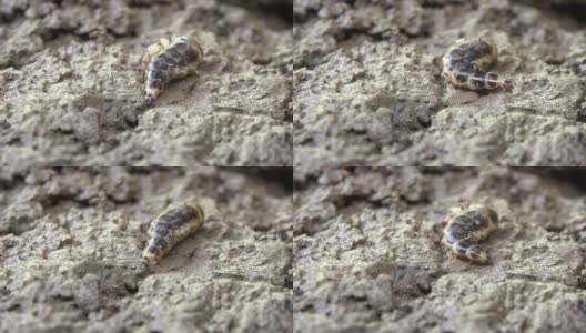 虫子在泥土上爬高清在线视频素材下载