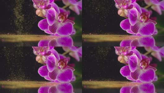 紫色兰花配金色亮片高清在线视频素材下载