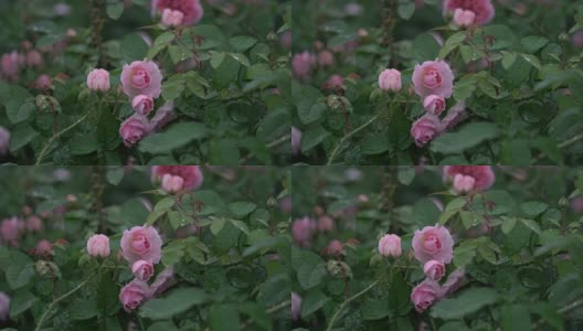 玫瑰在春雨中绽放高清在线视频素材下载