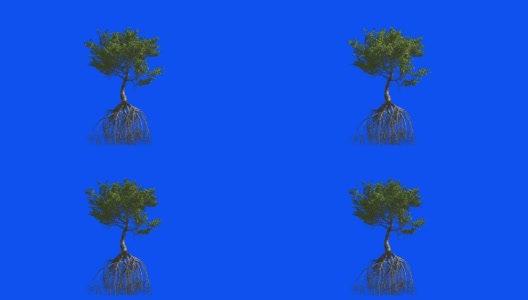 红树林的根。3 d动画。蓝色屏幕α。高清在线视频素材下载