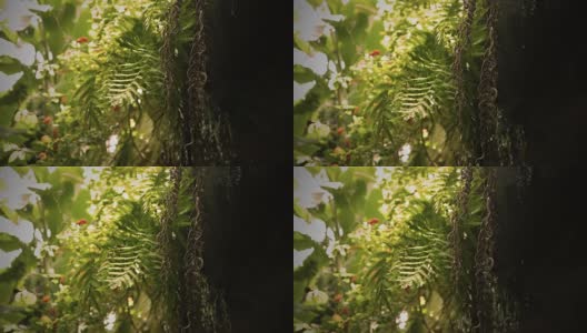 颜色分级的深褐色热带瀑布在茂密的丛林高清在线视频素材下载
