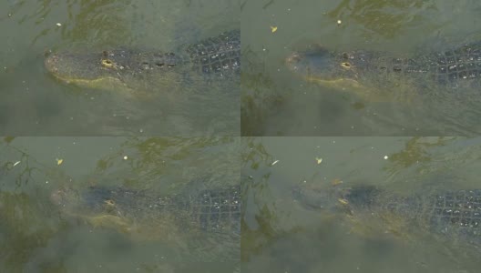 大鳄鱼在水下潜游高清在线视频素材下载