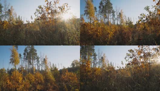 秋天森林里有小树的林间空地。高清在线视频素材下载